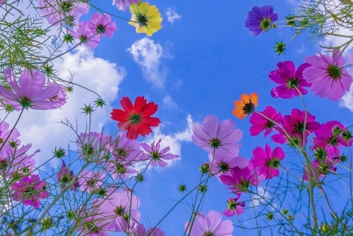 The Throat Chakra Makes Us More Detached - Chic & Raw